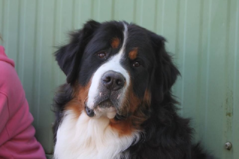 Jerlin- doo- merlin du Domaine du Lanthenay