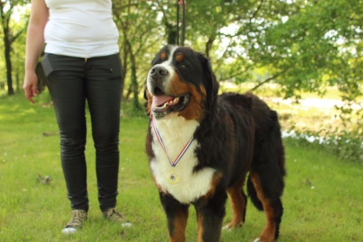 Jerlin- doo- merlin du Domaine du Lanthenay