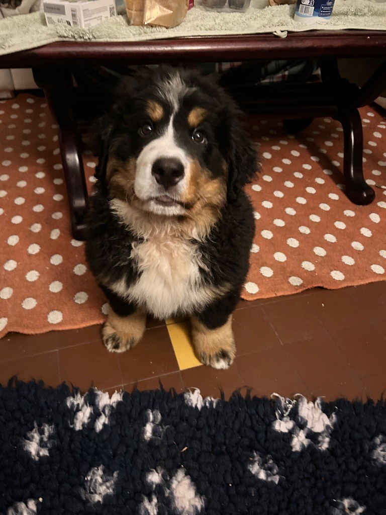 du Domaine du Lanthenay - Chiots disponibles - Bouvier Bernois