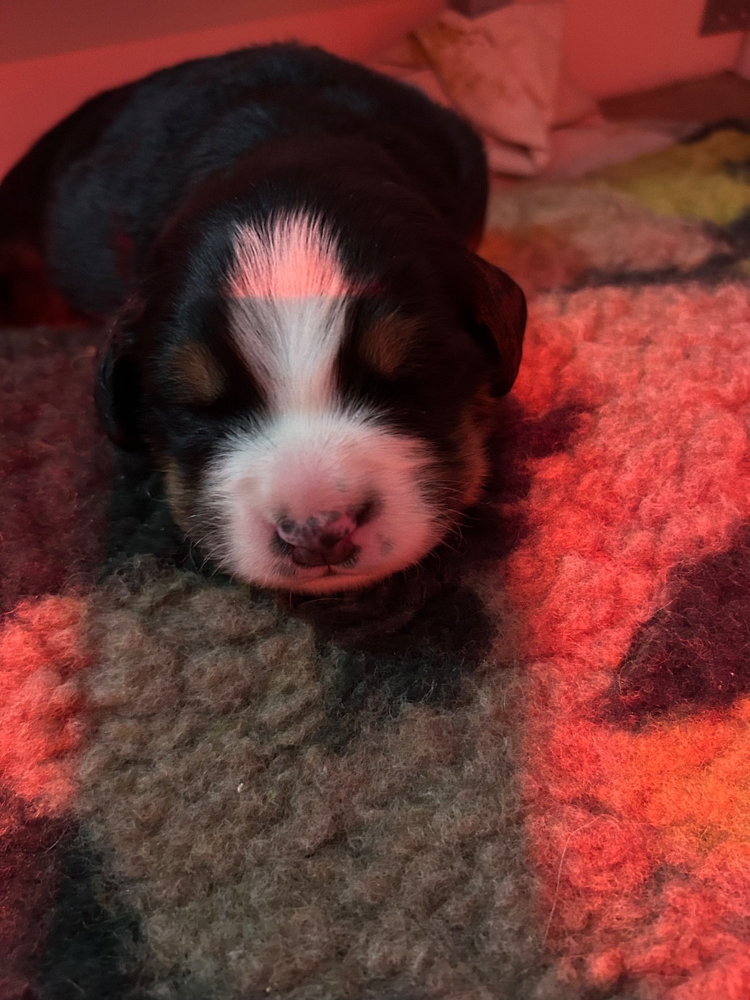 du Domaine du Lanthenay - Chiots disponibles - Bouvier Bernois