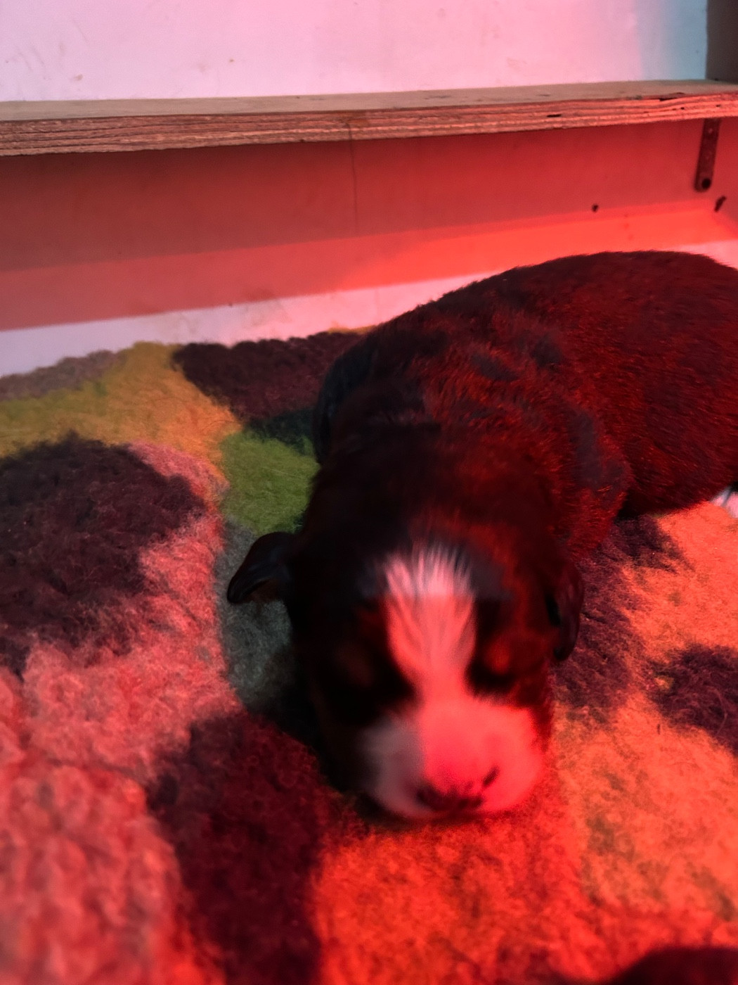 du Domaine du Lanthenay - Chiots disponibles - Bouvier Bernois