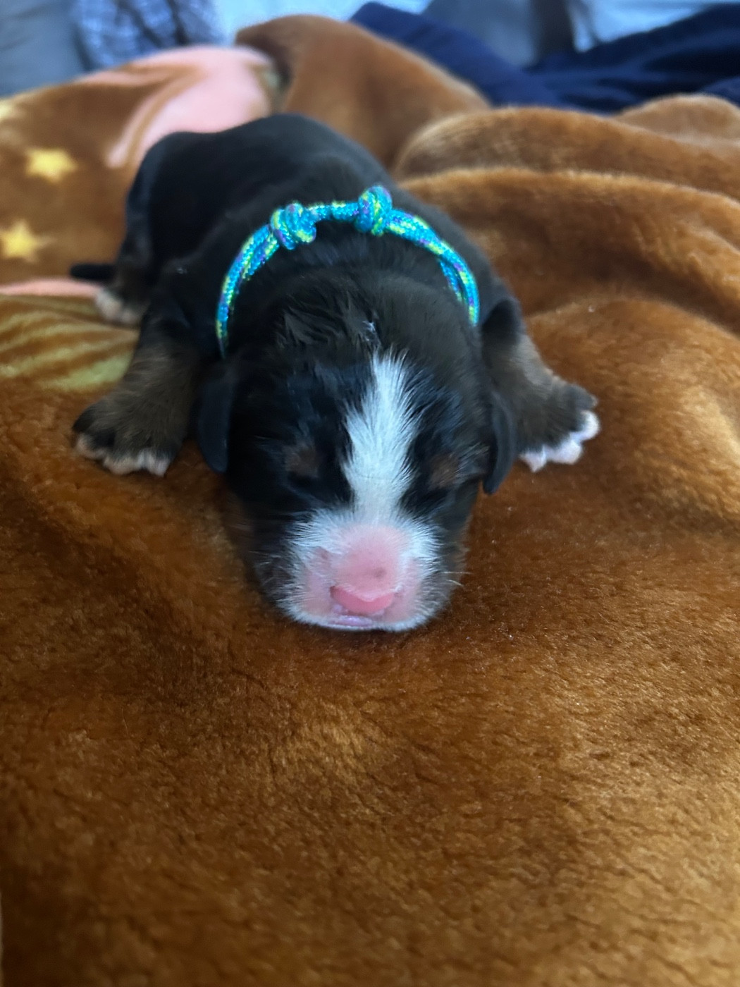 du Domaine du Lanthenay - Chiots disponibles - Bouvier Bernois