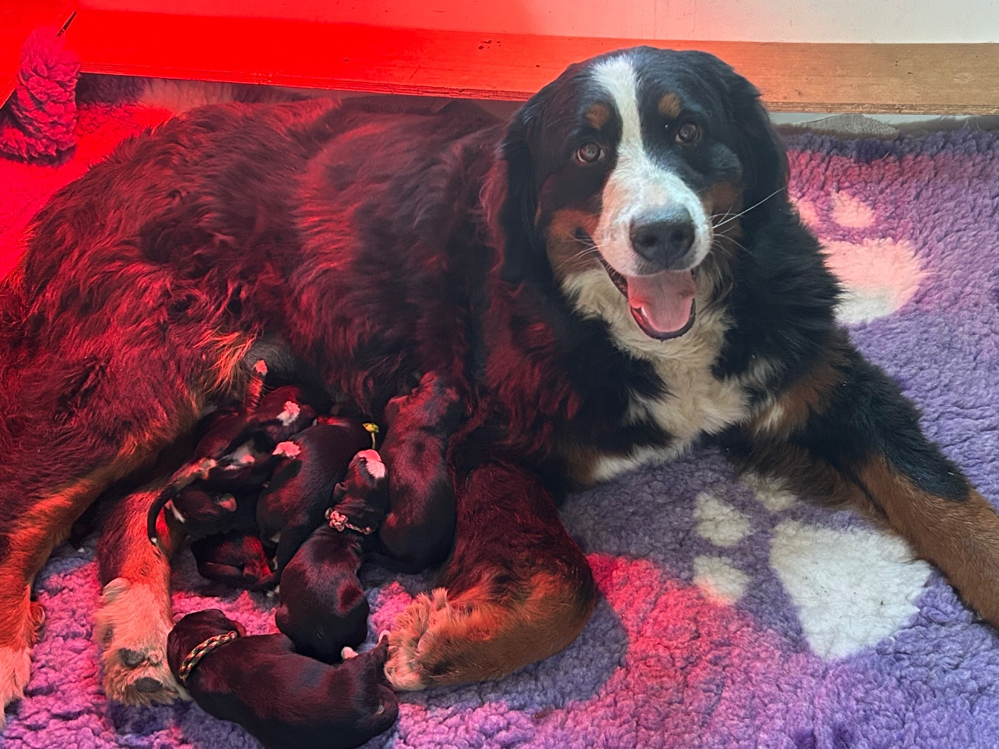 du Domaine du Lanthenay - Bouvier Bernois - Portée née le 01/03/2026