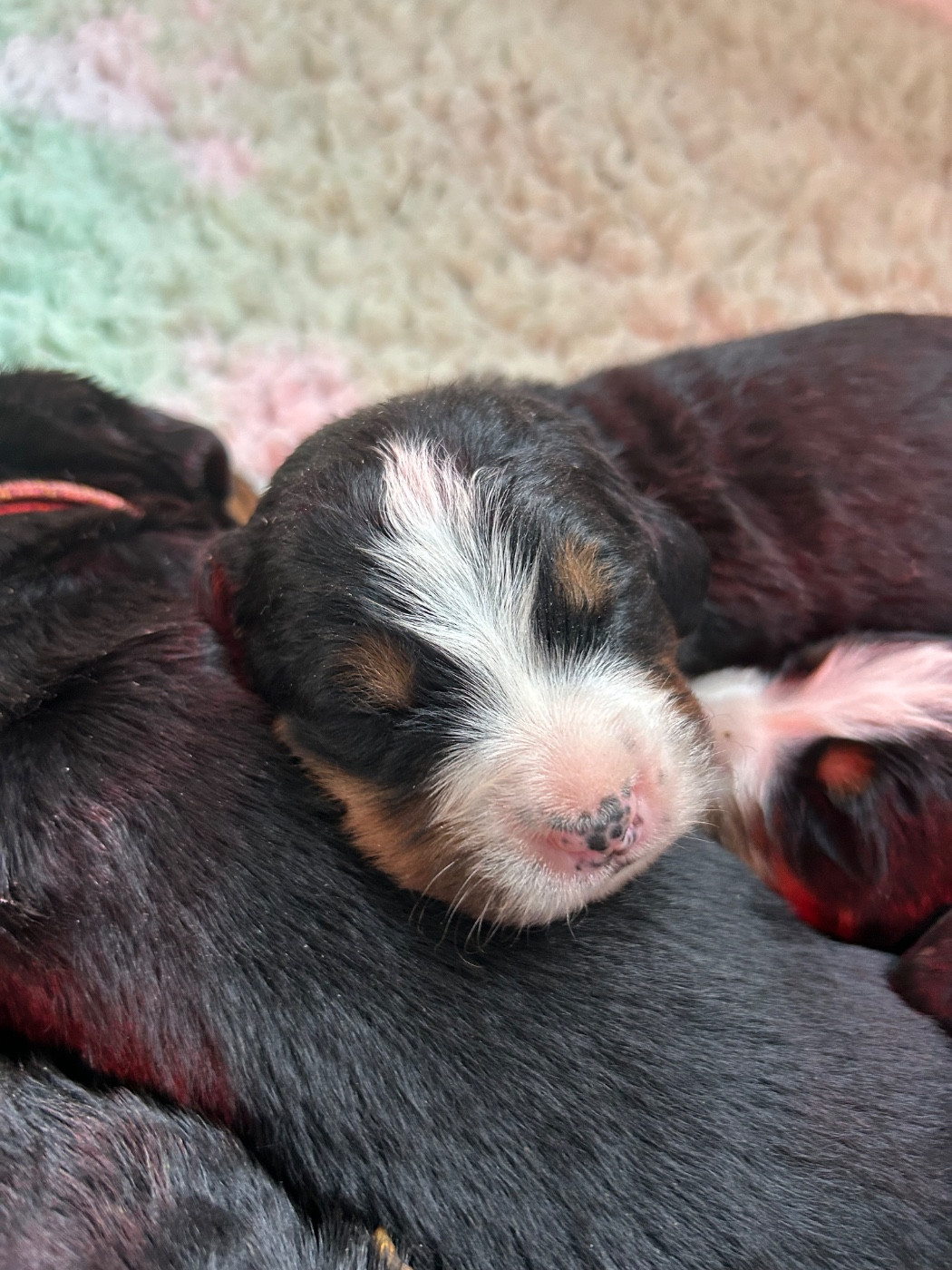 du Domaine du Lanthenay - Chiots disponibles - Bouvier Bernois