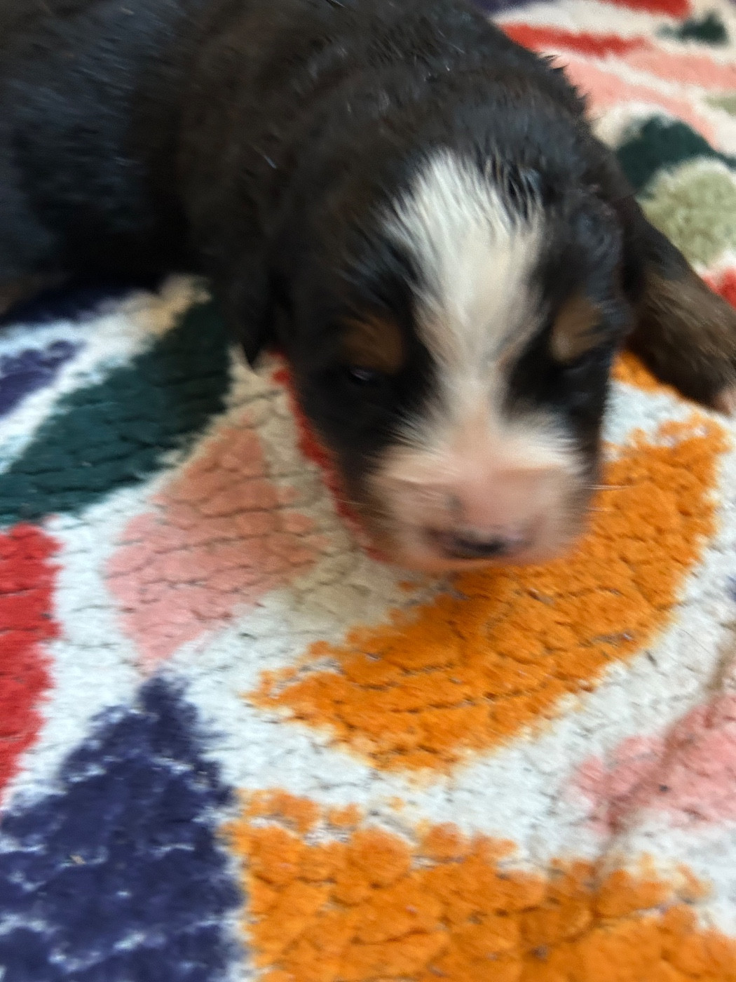 du Domaine du Lanthenay - Chiots disponibles - Bouvier Bernois