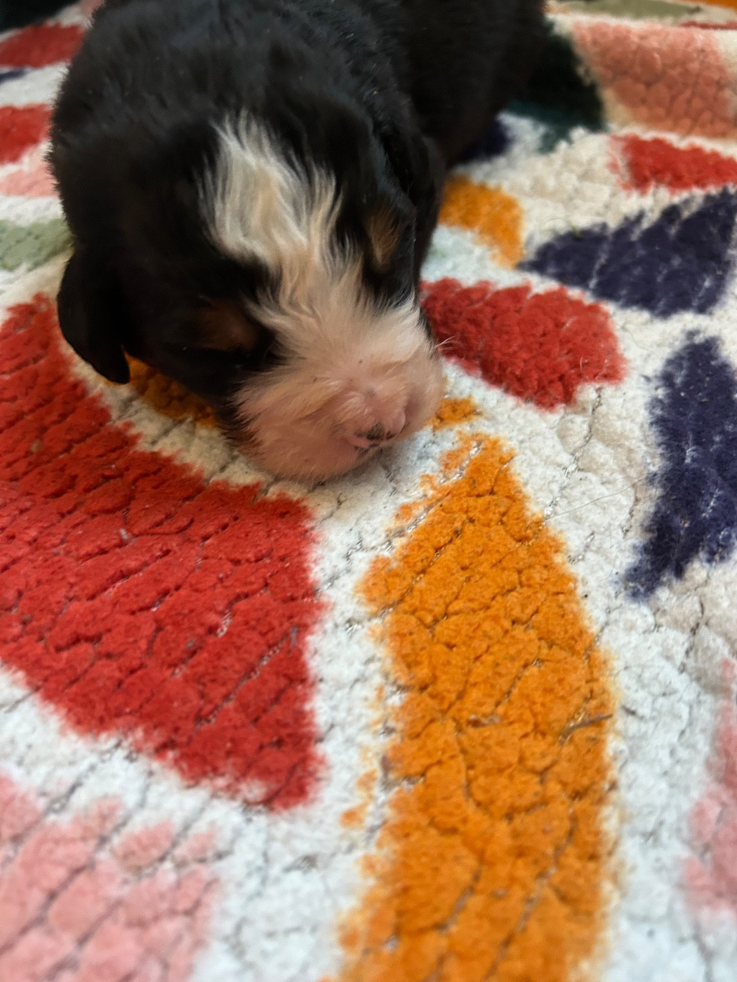 du Domaine du Lanthenay - Chiots disponibles - Bouvier Bernois