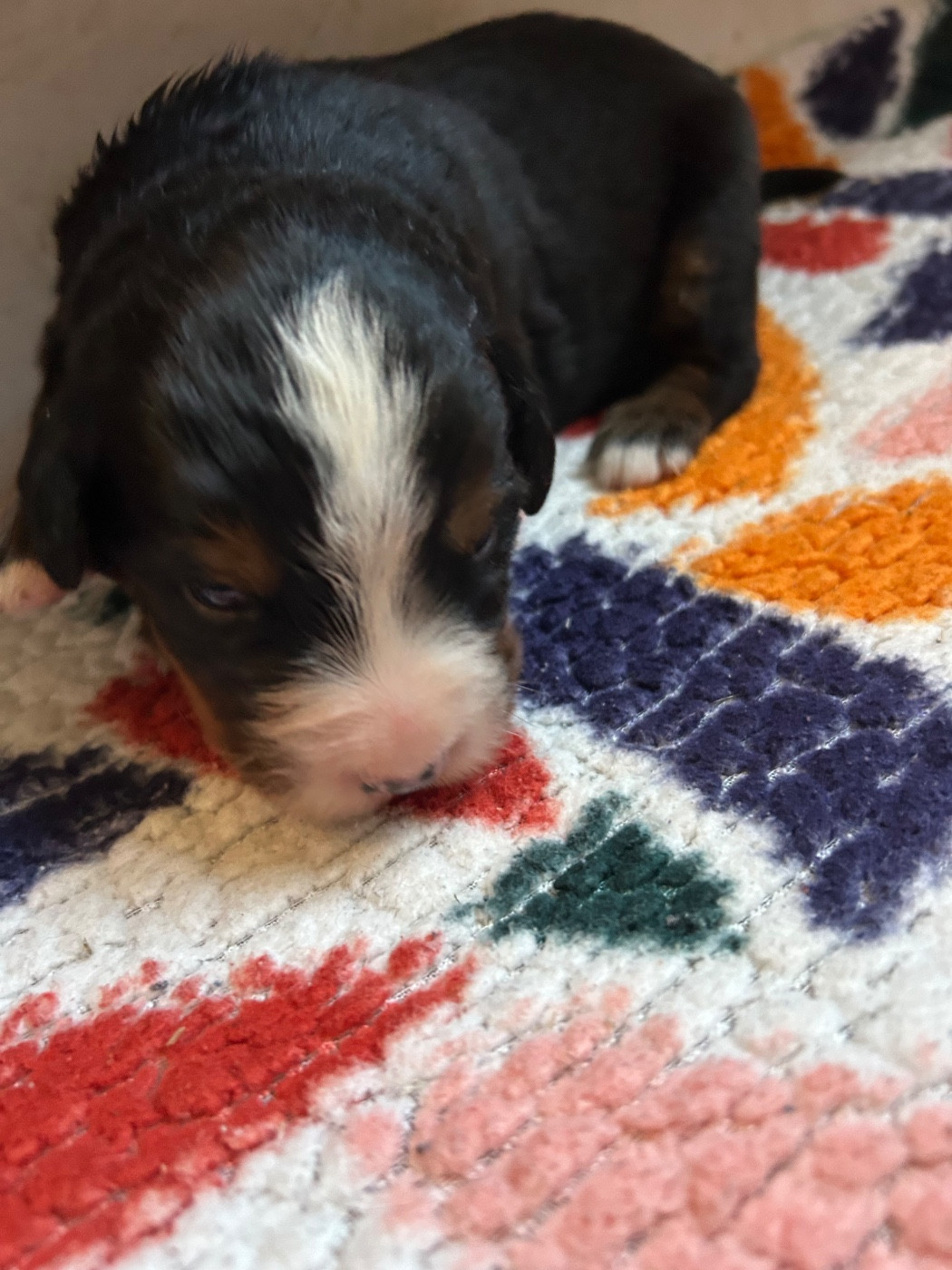 du Domaine du Lanthenay - Chiots disponibles - Bouvier Bernois