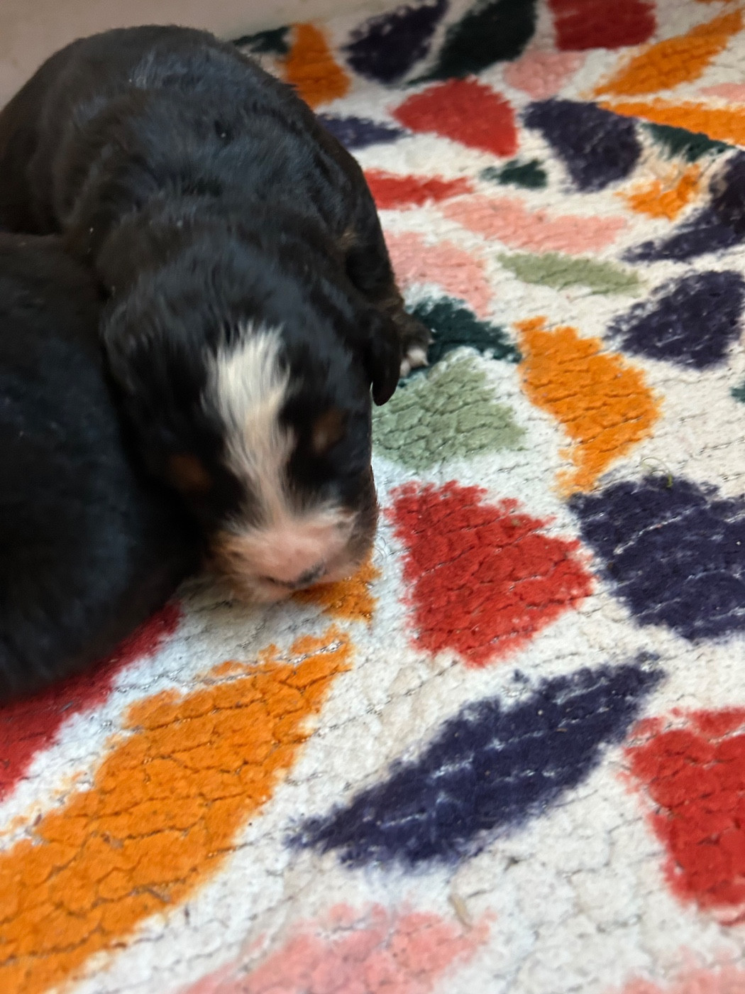 du Domaine du Lanthenay - Chiots disponibles - Bouvier Bernois