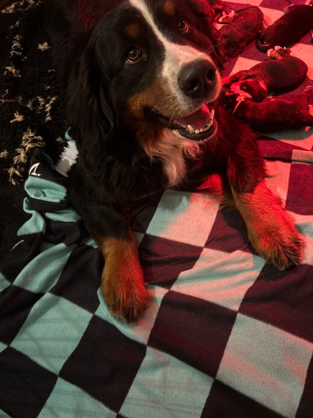 du Domaine du Lanthenay - Bouvier Bernois - Portée née le 07/03/2026