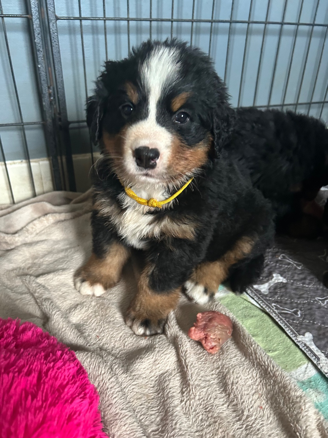 du Domaine du Lanthenay - Chiots disponibles - Bouvier Bernois