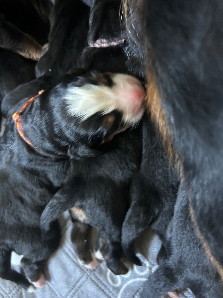 du Domaine du Lanthenay - Chiots disponibles - Bouvier Bernois