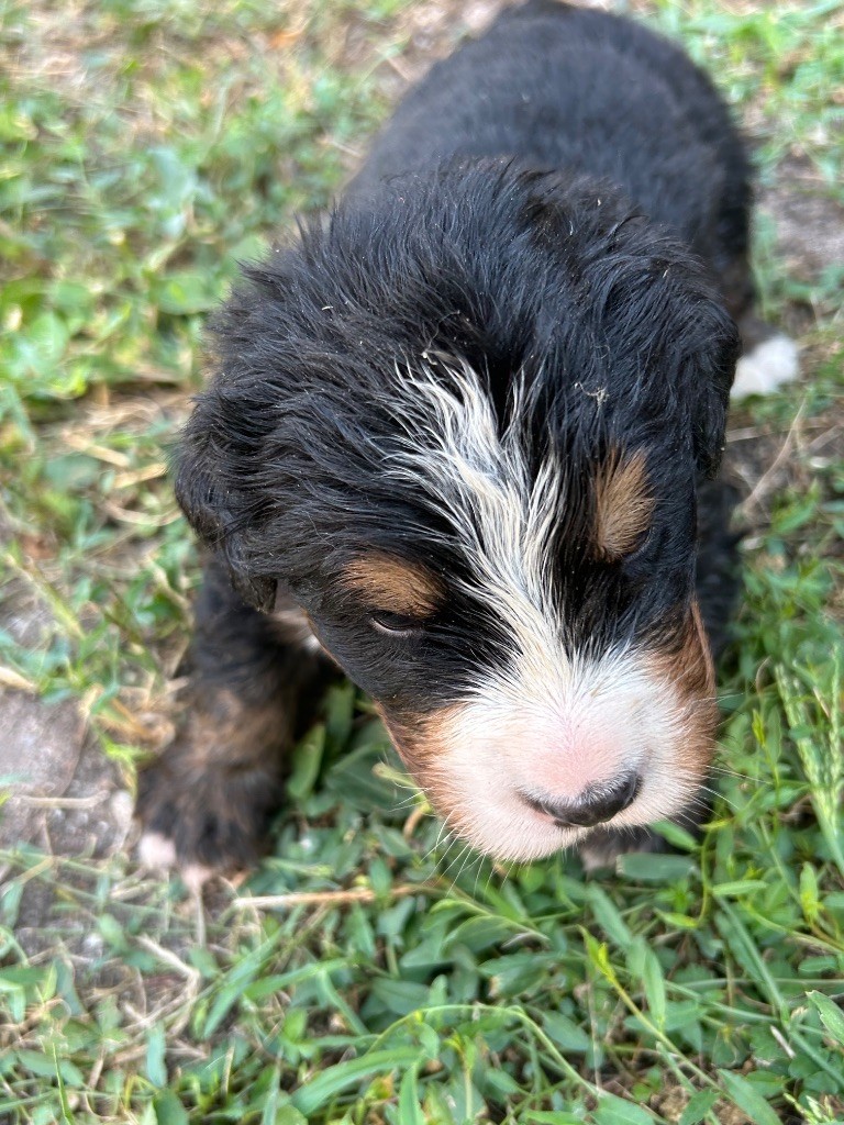 du Domaine du Lanthenay - Chiots disponibles - Bouvier Bernois