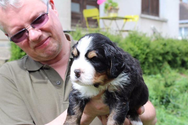 du Domaine du Lanthenay - Bouvier Bernois - Portée née le 31/03/2015