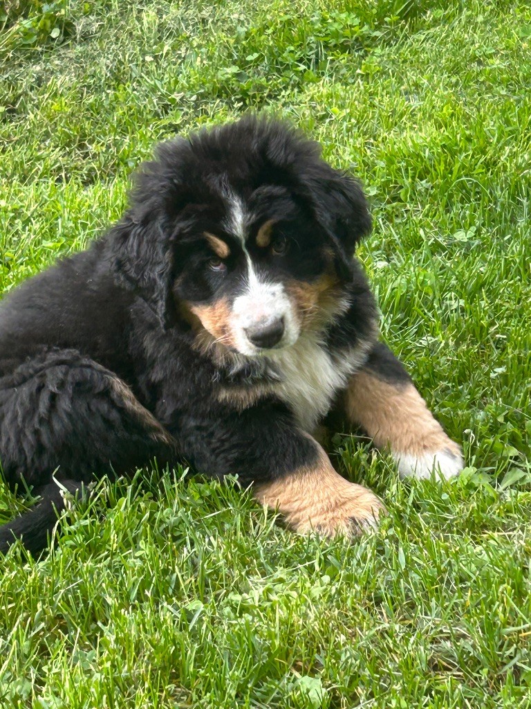 CHIOT 8 jaune