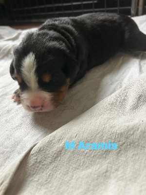 aramis