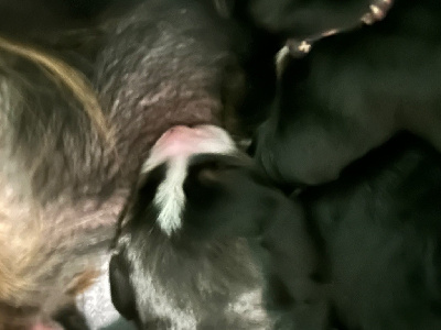 CHIOT 2
