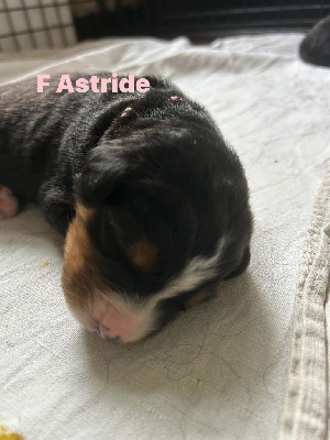Astride