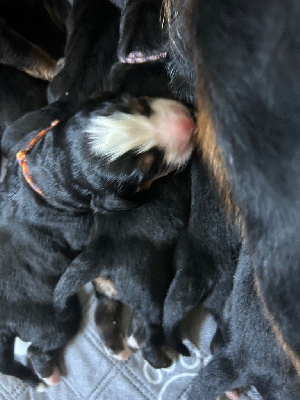 CHIOT 3