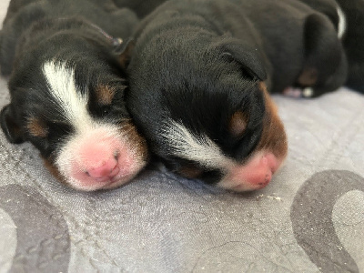 CHIOT 4