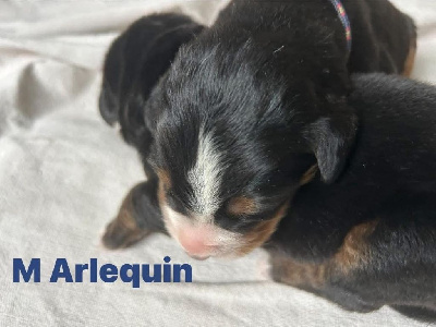 Arlequin