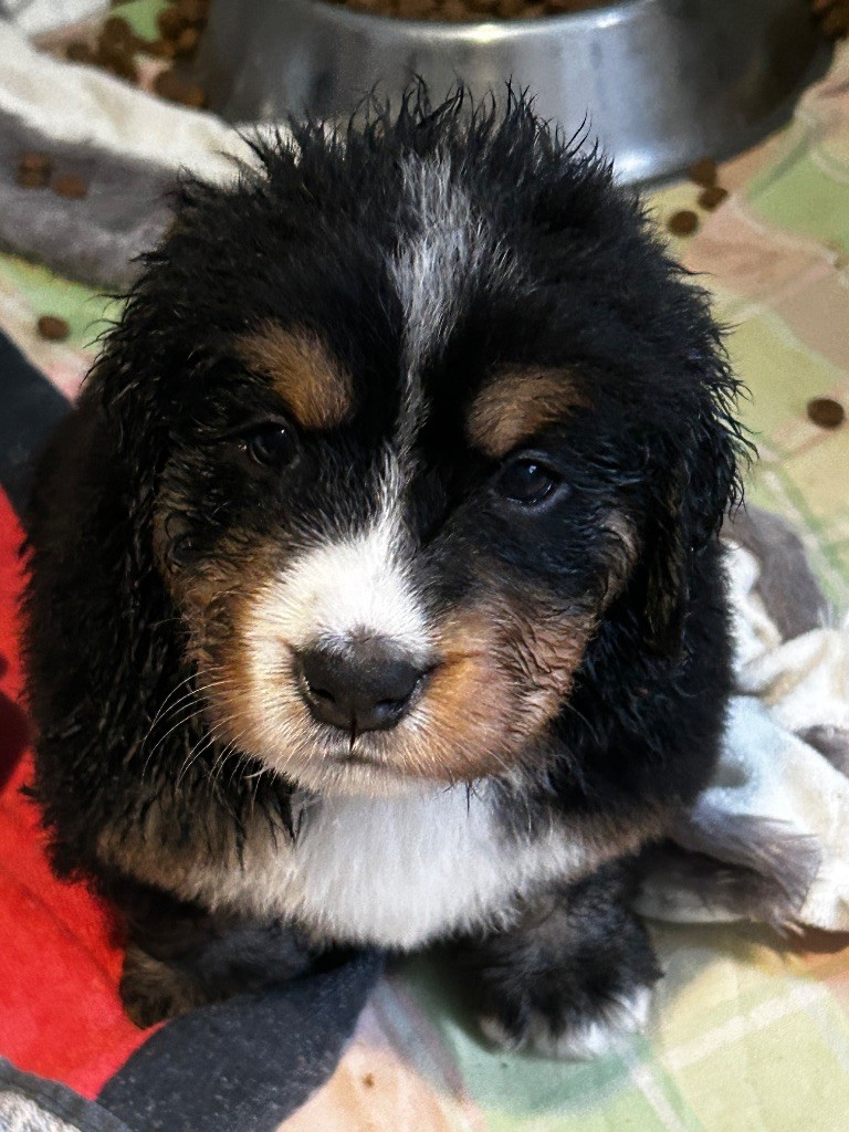 du Domaine du Lanthenay - Chiots disponibles - Bouvier Bernois