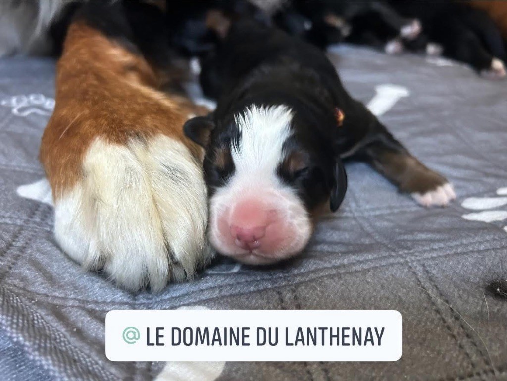 du Domaine du Lanthenay - Chiots disponibles - Bouvier Bernois