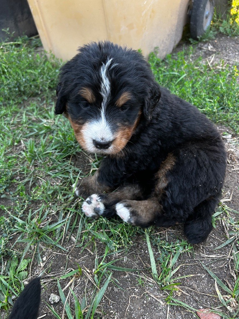 du Domaine du Lanthenay - Chiots disponibles - Bouvier Bernois