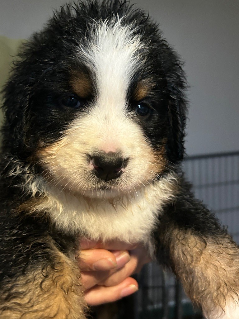 du Domaine du Lanthenay - Chiots disponibles - Bouvier Bernois