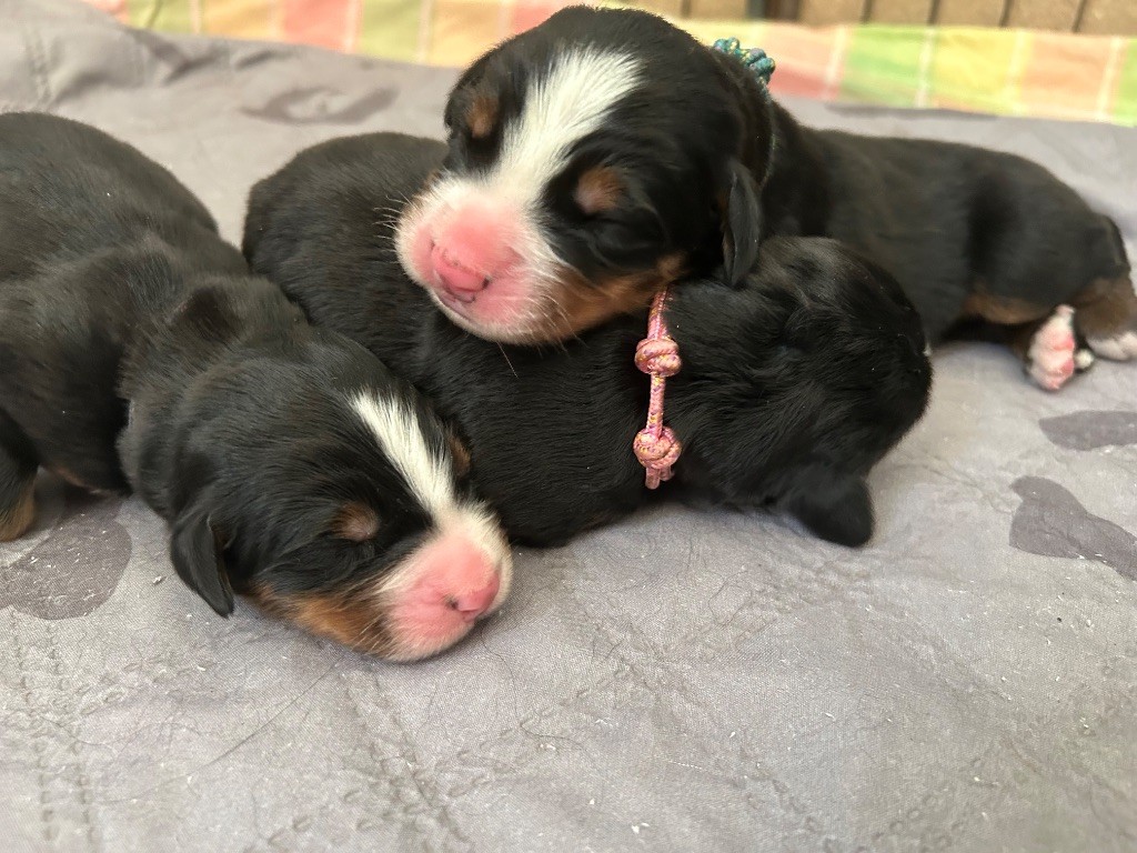 du Domaine du Lanthenay - Chiots disponibles - Bouvier Bernois